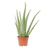 Verdecora Aloe Vera | Planta natural de interior o exterior | Fácil de cuidar | Maceta Ø14cm