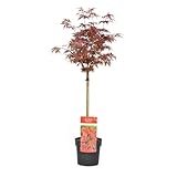Plant in a Box - Acer palmatum 'Shaina' - Arce japonÃ©s Hardy - Hojas rojas - Maceta 19cm - Altura 80-90cm
