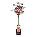 Plant in a Box - Acer palmatum 'Shaina' - Arce japonÃ©s Hardy - Hojas...