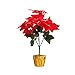 HGUIM Plantas artificiales de Pascua en maceta, flor de Pascua roja en...