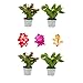 Plantas Naturales de la Navidad Set de 4 Cactus de Navidad Flores de...