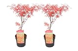 Plant in a Box - Acer palmatum 'Amagi-shigure' - Set de 2 - Arce JaponÃ©s rojo resistente - Maceta 13cm - Altura 30-40cm