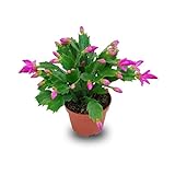 Verdecora Planta natural Ripsalis - Schlumbergera - Cactus de Navidad - Santa Teresita - planta de navidad natural (Maceta 9cm)