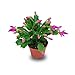 Verdecora Planta natural Ripsalis - Schlumbergera - Cactus de Navidad...