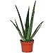 FantÃ¡stico Encantador Aloe vera planta Excelente Curativo beneficio -...