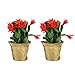 Cactus de la Navidad | Pack 2 Plantas | DECOALIVE | Schlumbergera |...