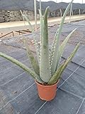 Aloe Vera o Sábila - Planta Natural de interior - Maceta 13 cm ø (Altura 30-40 cm)
