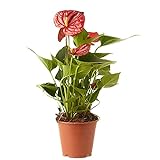 Verdecora Anthurium Rojo | Anturio | Planta natural de interior con flor en maceta de Ã˜12cm | Altura total aproximada 35-40cm