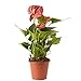 Verdecora Anthurium Rojo | Anturio | Planta natural de interior con...