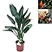 Ave del paraiso o Strelitzia Reginae (Altura 90 Cm aprox) - Planta de...