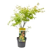 Verdecora Arce Japonés | Acer Palmatum | Planta natural de exterior | Arbusto o árbol para jardín | Colores llamativos (Maceta 3L)