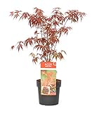 Plant in a Box - Acer palmatum 'Atropurpureum' - Arce japonÃ©s - Maceta 19cm - Altura 60-70cm