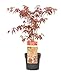 Plant in a Box - Acer palmatum 'Atropurpureum' - Arce japonÃ©s -...
