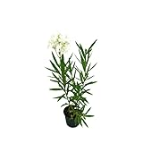 Planta de Adelfa con Coloridas Flores - Aroma Agradable e Intenso - Arbusto Natural de Exterior - Ideal para el hogar, la oficina o Jardín - Altura 40-60 cm