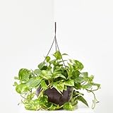 Verdecora Potho | Planta natural de interior trepadora | Purificadora del aire | Maceta de Ø15cm colgante