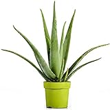 Planta Natural Aloe Vera Suculenta de Fácil Cuidado