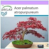 SAFLAX - Arce japonés - 20 semillas - Acer palmatum