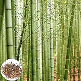 Benoon 300 unids/bolsa Semillas de bambú Semillas de jardín Productivo No GMO Fresco excelente Producción de semillas de jardín para el hogar Verde