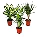 Indoor Plant Mix II Set of 3, 1x Dieffenbachia, 1x Chamaedorea...