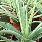 Aloe Vera Planta - Maceta 13cm. - Planta viva - (EnvÃ­os sÃ³lo a PenÃ­nsula)