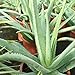 Aloe Vera Planta - Maceta 13cm. - Planta viva - (EnvÃ­os sÃ³lo a...
