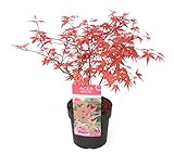 Plant in a Box - Acer palmatum 'Beni Maiko' - Arce japonÃ©s resistente al invierno - Maceta 19cm - Altura 60-70cm