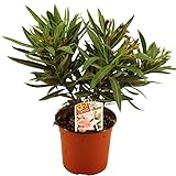 Nerium Oleander - Adelfa Rosa Natural Planta Arbustiva para el Exterior del Hogar