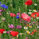 Haloppe 500 Unids Semillas de Plantas de Flores para la Plantación de Jardín en el Hogar, Semillas de Hierba Silvestre Semillas de Hierbas de Color Mezclado para Patio Semillas
