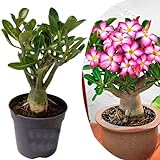 Plant in a Box - Adenium Obesum - Rosas del desierto - Maceta 10,5cm -Altura 25-40cm