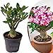 Plant in a Box - Adenium Obesum - Rosas del desierto - Maceta 10,5cm...
