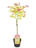 Plant in a Box - Acer palmatum 'Moonrise' - Arce japonÃ©s resistente al invierno - Colores bonitos - Maceta 19cm - Altura 80-90cm