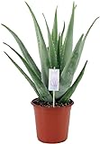 Suculenta Natural Aloe Vera Planta fácil de Mantener