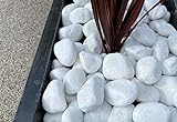 TODOSTONES Piedra para Jardin Canto Rodado Saco Blanco Especial (99%) (5 Kg, TamaÃ±o: 20-40mm)