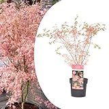 Plant in a Box - Arce japonÃ©s 'Taylor' - Acer Palmatum resistente - Acer 'EdiciÃ³n limitada' - Maceta 19cm - Altura 50-60cm