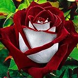 ZHOUBAA Semillas para jardinería, 100 unidades/bolsa, semillas de rosas rojas y blancas, decoración de plantas de jardín para el hogar