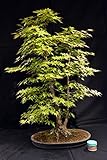 Arce palmeado, Acer palmatum 100 cm, bonsai japonÃ©s