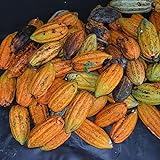Haloppe 40 piezas de semillas de frutas de cacao para plantar en el jardín del hogar, semillas de frutas de cacao, germinación de árboles, decoración de plantas de jardín en el hogar