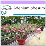 SAFLAX - Rosa del desierto - 8 semillas - Adenium obesum