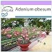 SAFLAX - Rosa del desierto - 8 semillas - Adenium obesum
